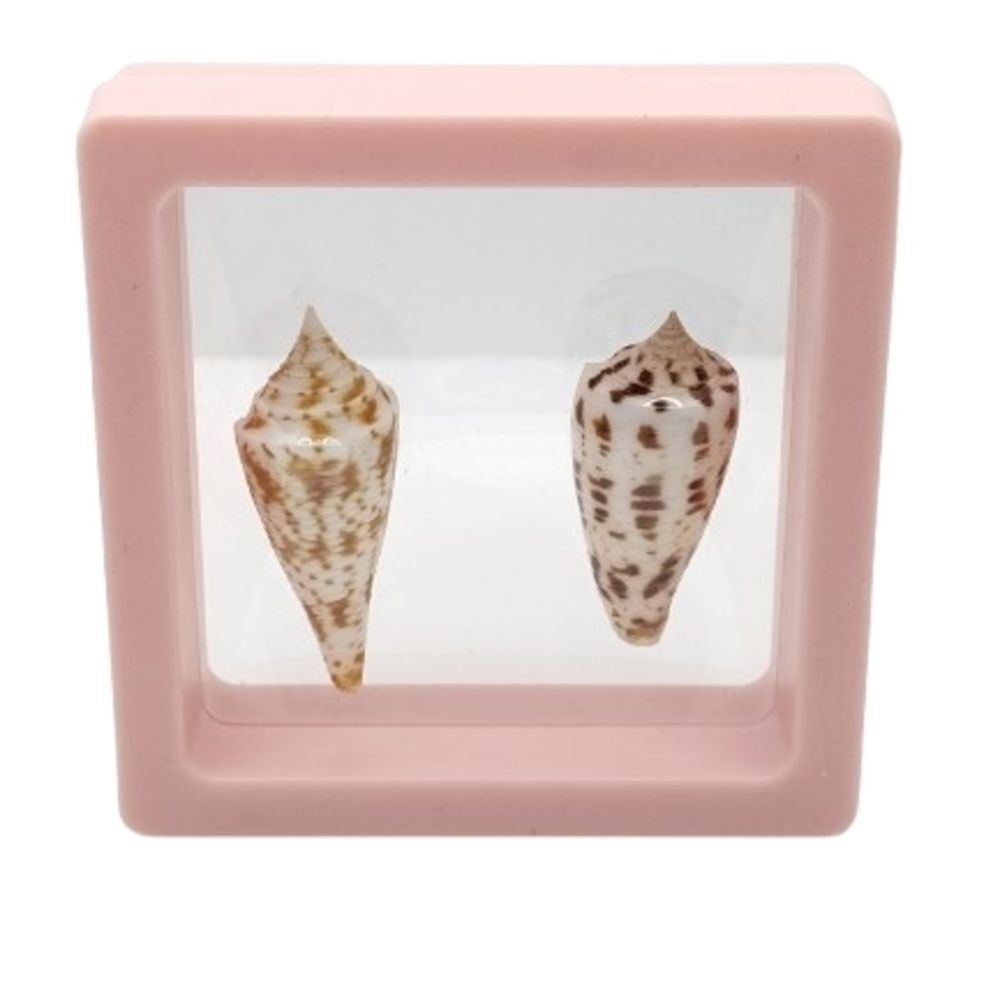 Pink Framed Seashell Display